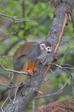 A squirrel monkey at Living Links (photo: Alan R Thomson, RZSS)